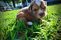 Pablo, a male Havanese and Poodle - Toy  for sale in Marshfield, MO – Photo 7 of 10