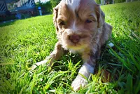Pablo, a male Havanese and Poodle - Toy  for sale in Marshfield, MO – Photo 8 of 10