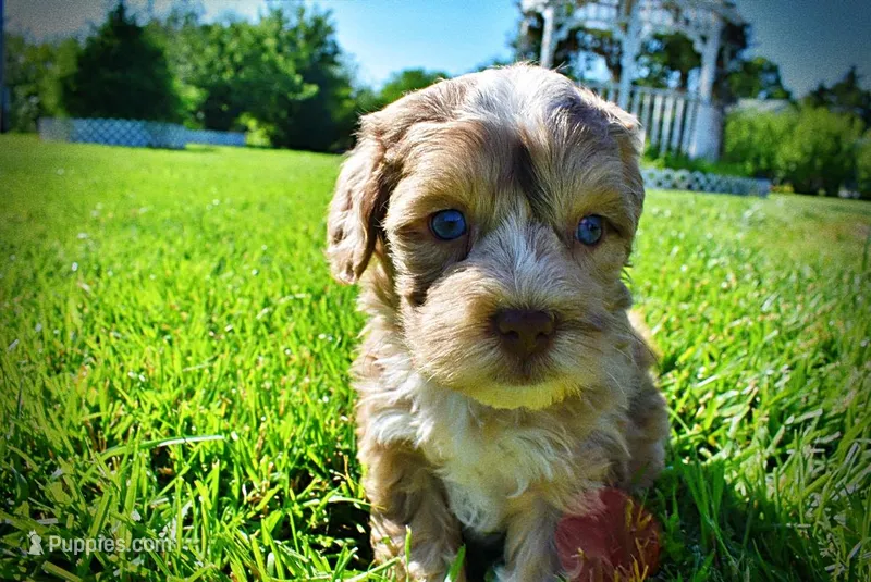 Pablo – Havanese, Poodle - Toy  puppy for sale in Marshfield, MO