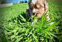 Pablo, a male Havanese and Poodle - Toy  for sale in Marshfield, MO – Photo 5 of 10
