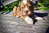 Pablo, a male Havanese and Poodle - Toy  for sale in Marshfield, MO – Photo 4 of 10