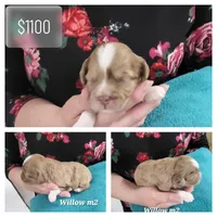 Pablo, a male Havanese and Poodle - Toy  for sale in Marshfield, MO – Photo 10 of 10