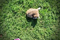 Pablo, a male Havanese and Poodle - Toy  for sale in Marshfield, MO – Photo 6 of 10