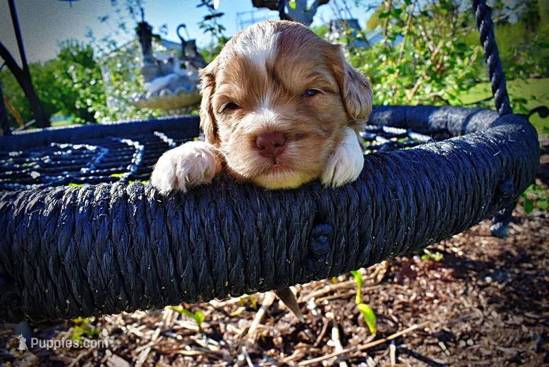Pablo – Havanese, Poodle - Toy  puppy for sale in Marshfield, MO