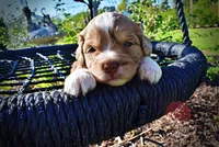 Pablo, a male Havanese and Poodle - Toy  for sale in Marshfield, MO – Photo 3 of 10