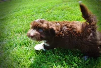 Baxter-PENDING SALE!, a male Havanese and Poodle - Toy  for sale in Marshfield, MO – 2 of 10