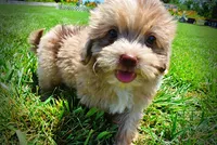 Eartha, a female Havanese and Poodle - Toy  for sale in Marshfield, MO – 9 of 10