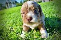 Paco, a male Havanese and Poodle - Toy  for sale in Marshfield, MO – Photo 9 of 9
