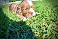 Paco, a male Havanese and Poodle - Toy  for sale in Marshfield, MO – Photo 8 of 9