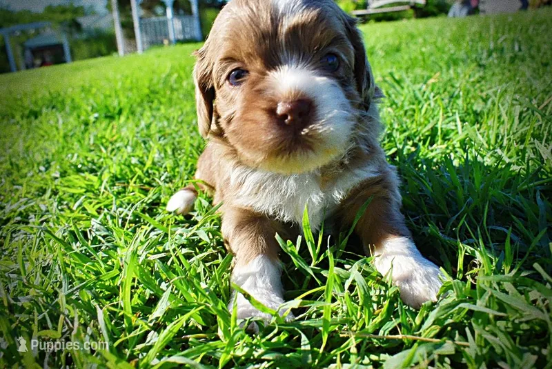 Paco – Havanese, Poodle - Toy  puppy for sale in Marshfield, MO