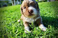 Paco, a male Havanese and Poodle - Toy  for sale in Marshfield, MO – Photo 1 of 9