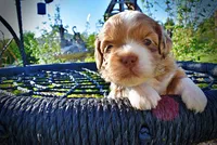 Paco, a male Havanese and Poodle - Toy  for sale in Marshfield, MO – Photo 5 of 9