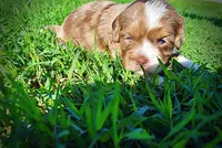 Paco, a male Havanese and Poodle - Toy  for sale in Marshfield, MO – Photo 7 of 9