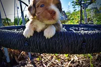 Paco, a male Havanese and Poodle - Toy  for sale in Marshfield, MO – Photo 3 of 9
