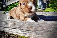 Paco, a male Havanese and Poodle - Toy  for sale in Marshfield, MO – Photo 6 of 9