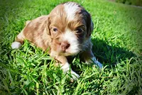 Paco, a male Havanese and Poodle - Toy  for sale in Marshfield, MO – Photo 2 of 9