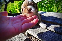 Paco, a male Havanese and Poodle - Toy  for sale in Marshfield, MO – Photo 4 of 9