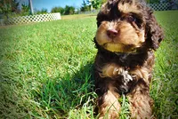 Jazz-LABOR DAY SALE-TAKE $100 OFF!!!, a male Havanese and Havapoo for sale in Marshfield, MO – 6 of 10