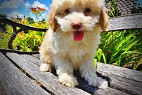 Darlin, a female Havanese and Poodle - Toy  for sale in Marshfield, MO – 6 of 10