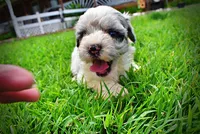 Sugar, a female Havanese and Poodle - Toy  for sale in Marshfield, MO – 2 of 10