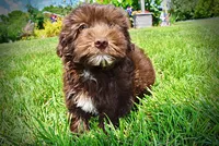 Ewok, a male Havanese and Poodle - Toy  for sale in Marshfield, MO – 3 of 10