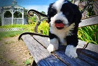 Inky, a male Havanese and Poodle - Toy  for sale in Marshfield, MO – 4 of 10