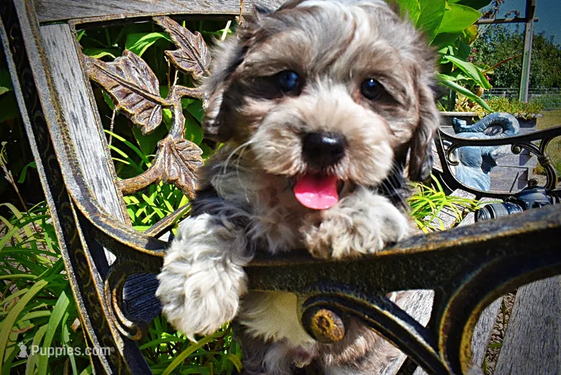 Icon-LABOR DAY SALE-TAKE $100 OFF!!! – Havanese, Poodle - Toy  puppy for sale in Marshfield, MO