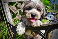 Icon-LABOR DAY SALE-TAKE $100 OFF!!!, a male Havanese and Poodle - Toy  for sale in Marshfield, MO – 1 of 10