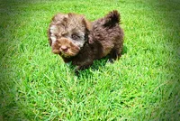 Frisco, a male Havanese and Poodle - Toy  for sale in Marshfield, MO – 9 of 10