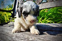 Skye-SUMMER SALE!!  $100 off listed price!!, a female Havanese and Poodle - Toy  for sale in Marshfield, MO – 2 of 10