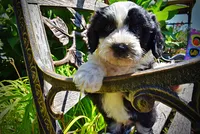 Inky, a male Havanese and Poodle - Toy  for sale in Marshfield, MO – 3 of 10