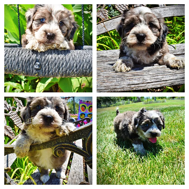 Icon – Havanese, Poodle - Toy  puppy for sale in Marshfield, MO