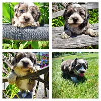 Icon, a male Havanese and Poodle - Toy  for sale in Marshfield, MO – 1 of 10