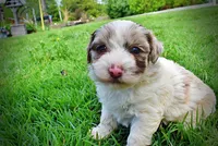Simba, a male Havanese and Poodle - Toy  for sale in Marshfield, MO – 7 of 10