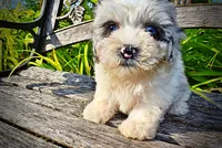 Sugar-SUMMER SALE!!  $100 off listed price!, a female Havanese and Poodle - Toy  for sale in Marshfield, MO – 2 of 8