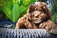 Juno-LABOR DAY SALE-TAKE $100 OFF!!!, a female Havanese and Havapoo for sale in Marshfield, MO – 4 of 9