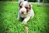 Simba, a male Havanese and Poodle - Toy  for sale in Marshfield, MO – 9 of 10