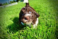 Bandit, a male Havanese and Poodle - Toy  for sale in Marshfield, MO – 8 of 10
