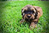 Willow, a female Havanese and Poodle - Toy  for sale in Marshfield, MO – 4 of 10