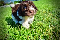 Bandit, a male Havanese and Poodle - Toy  for sale in Marshfield, MO – 7 of 10