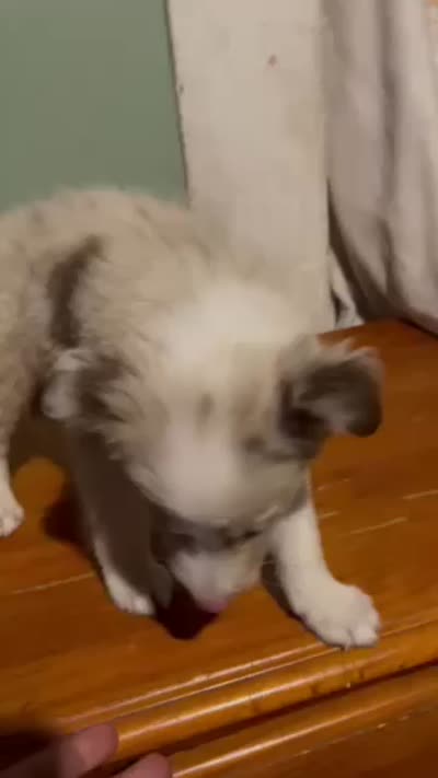 Red merle male, a male Border Collie for sale in Houston, TX – 2 of 2