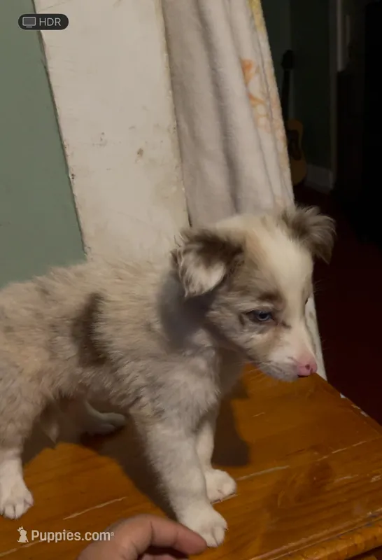 Red merle male – Border Collie puppy for sale in Houston, TX