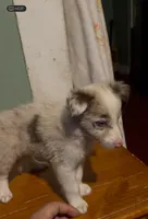 Red merle male, a male Border Collie for sale in Houston, TX – 1 of 2