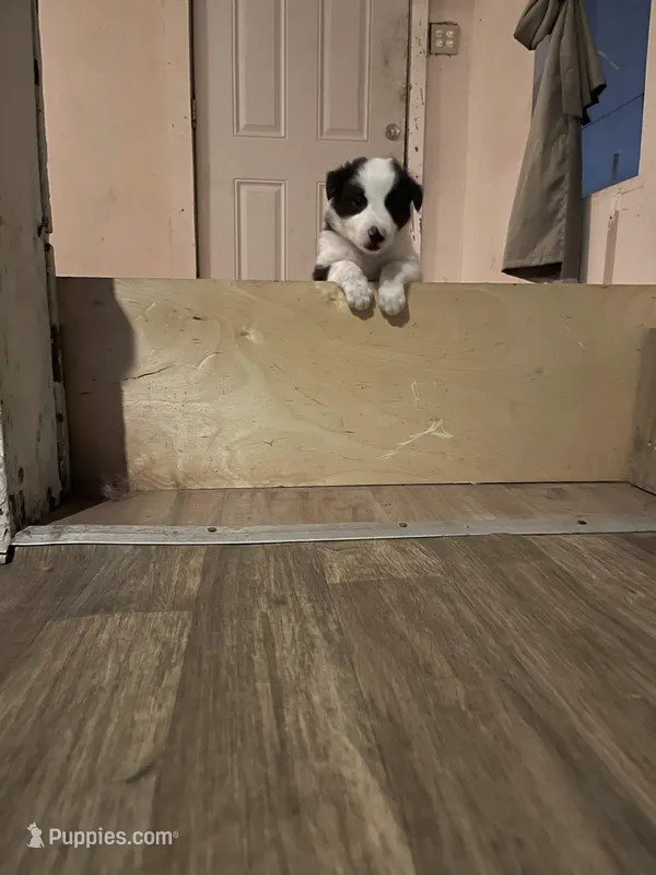 Black and White Border collie 3 – Border Collie puppy for sale in Houston, TX