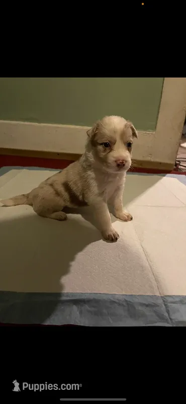 Red merle Border collie – Border Collie puppy for sale in Houston, TX