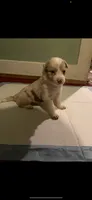 Red merle Border collie, a female Border Collie for sale in Houston, TX – 1 of 2