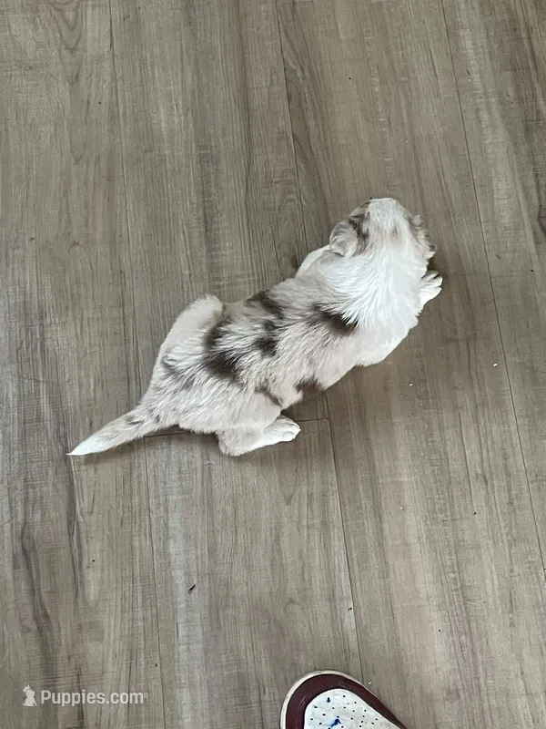 Red merle Border collie 2 – Border Collie puppy for sale in Houston, TX
