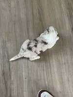 Red merle Border collie 2, a female Border Collie for sale in Houston, TX – 1 of 2