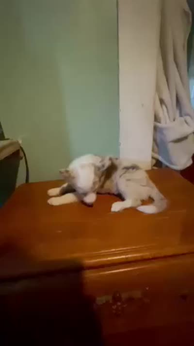 Red merle female, a female Border Collie for sale in Houston, TX – 2 of 2