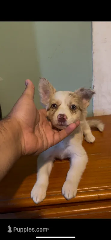 Red merle female – Border Collie puppy for sale in Houston, TX